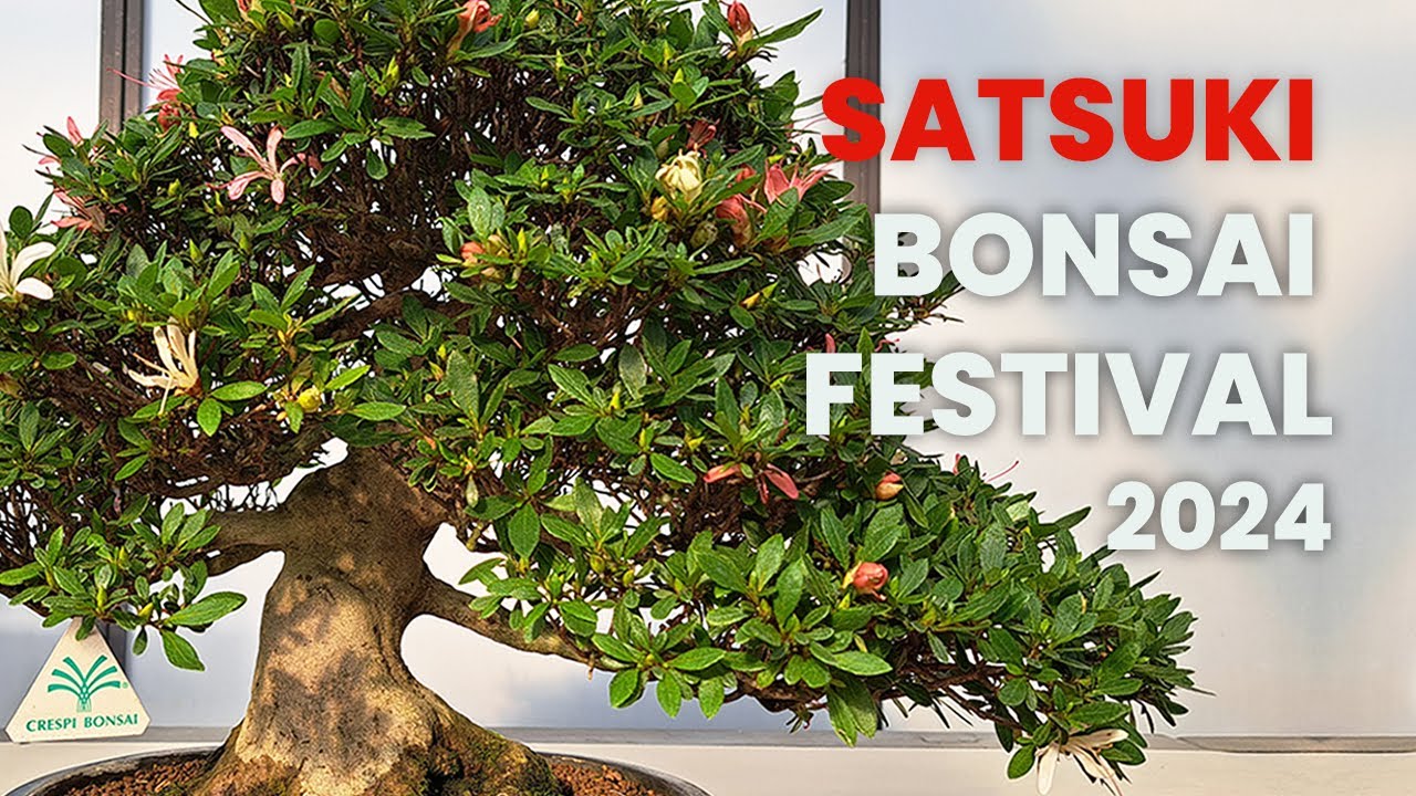 SATSUKI BONSAI FESTIVAL 2024 - Crespi Bonsai