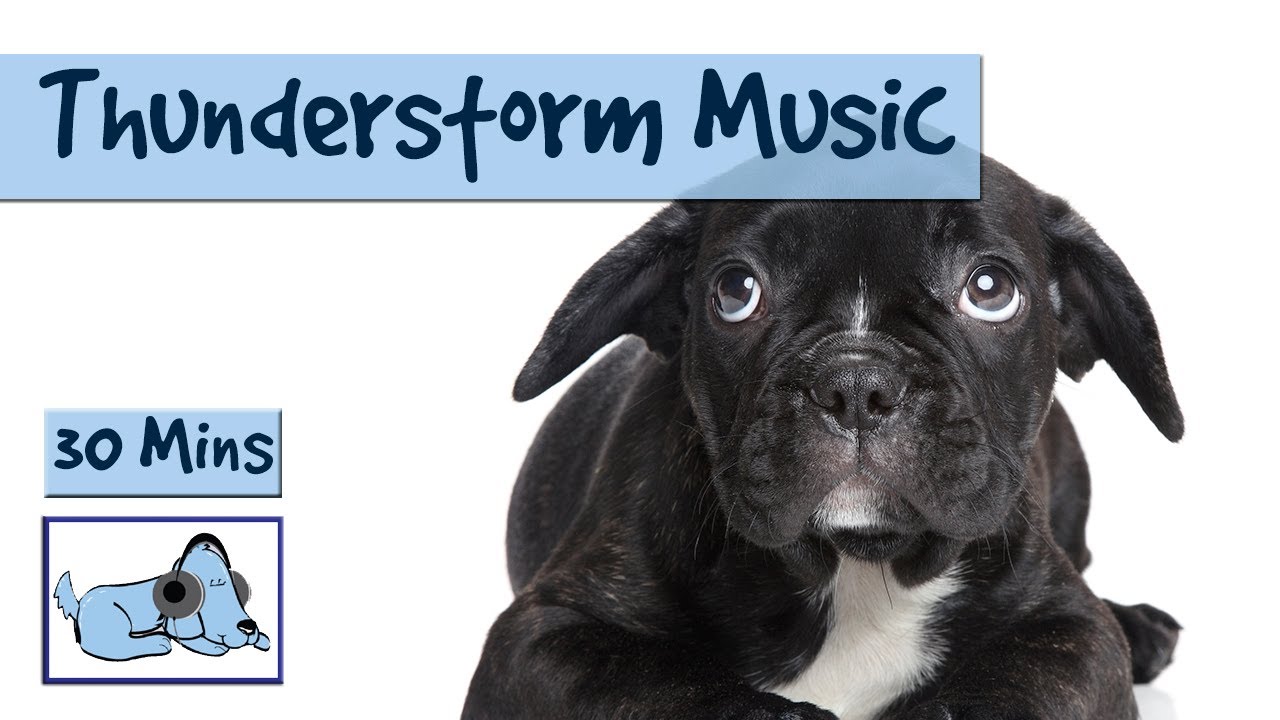 dog thunderstorm music