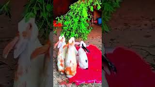 Rabbit Farm Life 🐰 | Baby Rabbits & Daily Routine