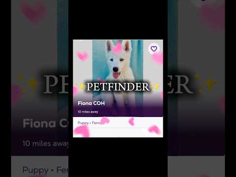 This isn’t an ad btw 😭 #dog #dogs #animals #pets #shorts #fyp #trending #viral #adopt #shelter