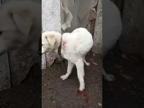 Собаке срочно нужна