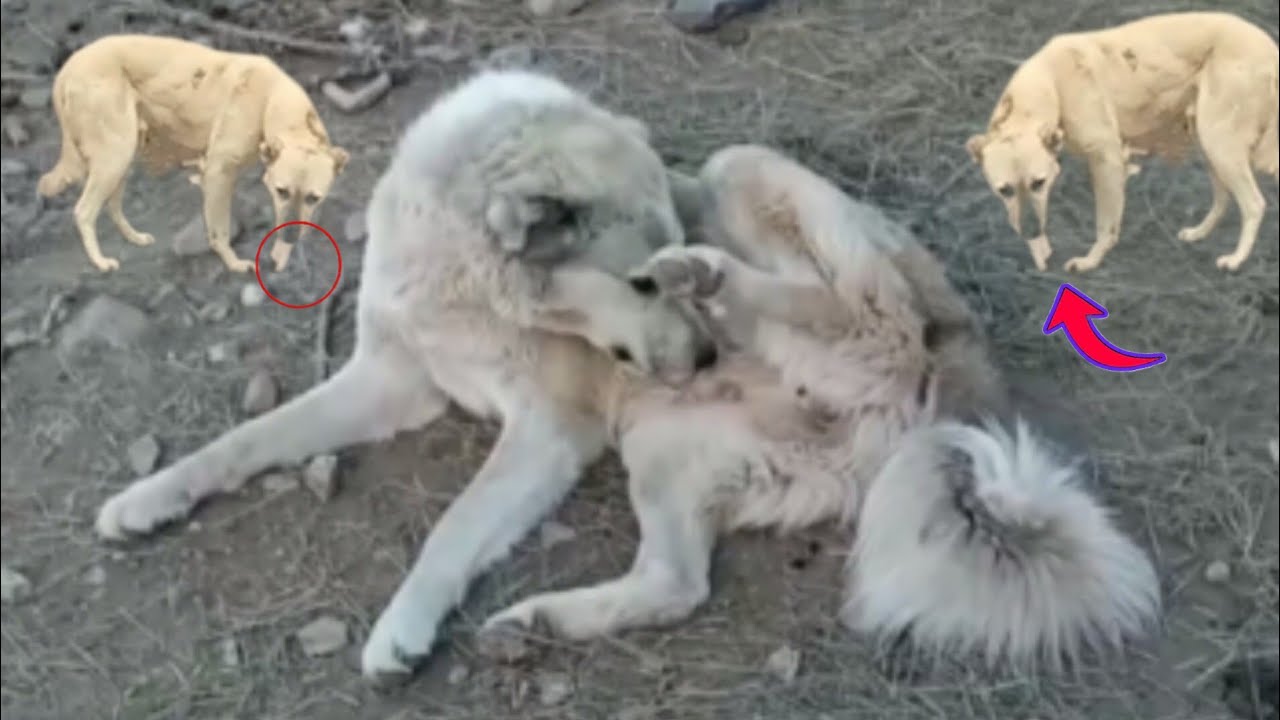 حئوانات دہ رمی سفئ غوایہ چرگ بکری خرہ 2026