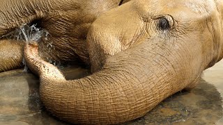 Elephant bath time