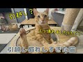 引越し慣れした後の猫たちが可愛すぎた