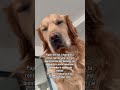 Urgence absolue  dog dogs chien chiens golden goldenretriever drole