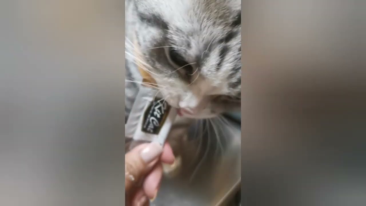 Treats time |K's Queen