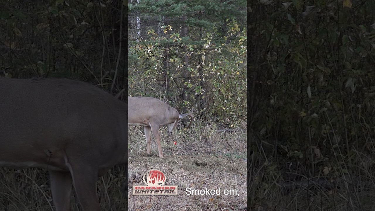 🦌😳CRAZY SHOT REACTION FROM A GIANT! looks at the arrow and tries to finish the fight!! 