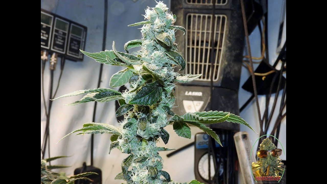 MIXED MAC SOG  GMO DAY 42