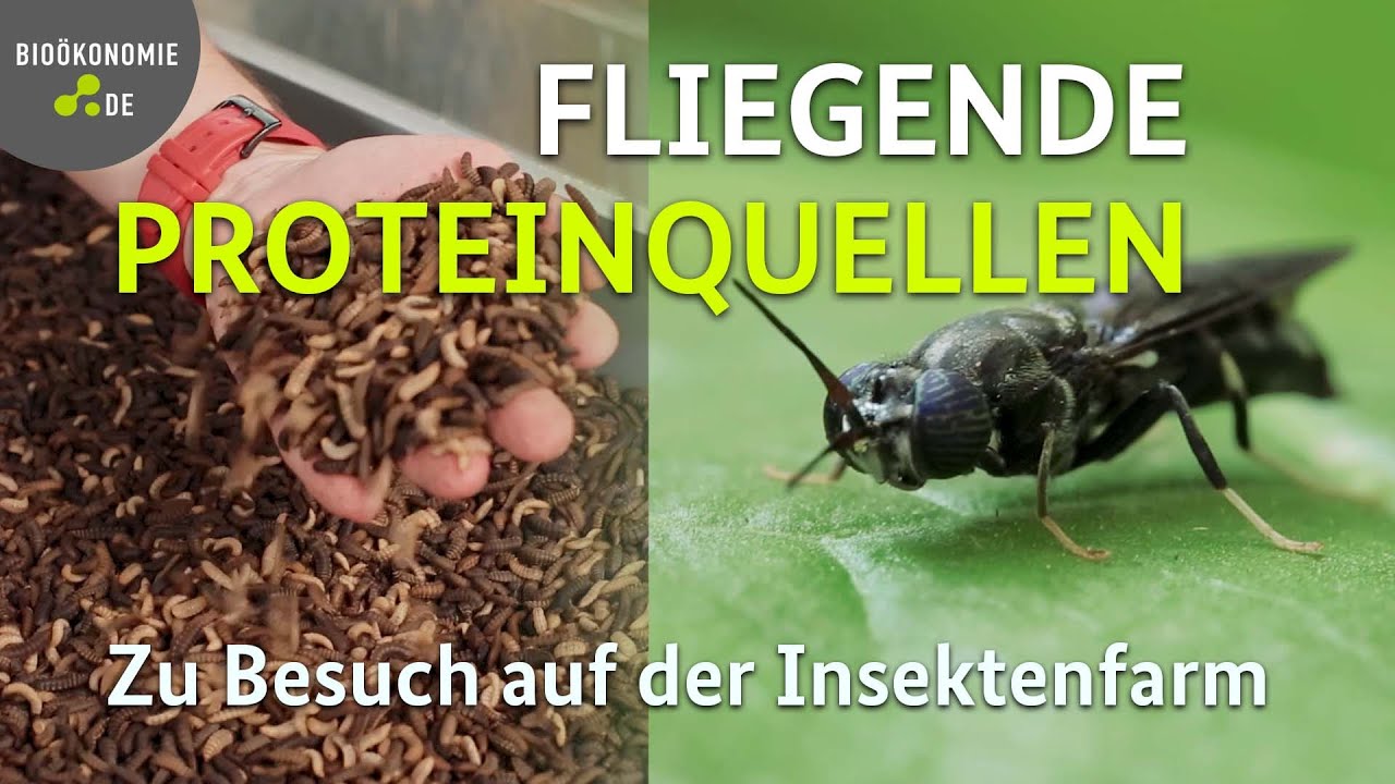 Folge 29 – Zoom – Fliegende Proteinquellen - Auf der Insektenfarm