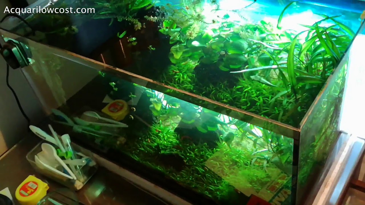 Capire le carenze delle piante, alghe e qualche TEST