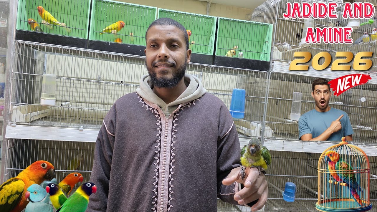 الجديد عند أمين🔥أجيو نتولعو ونتعرفو على أتمنة مختلف أنواع الطيور عشاق المولينا بيرسوناطا كنار روز