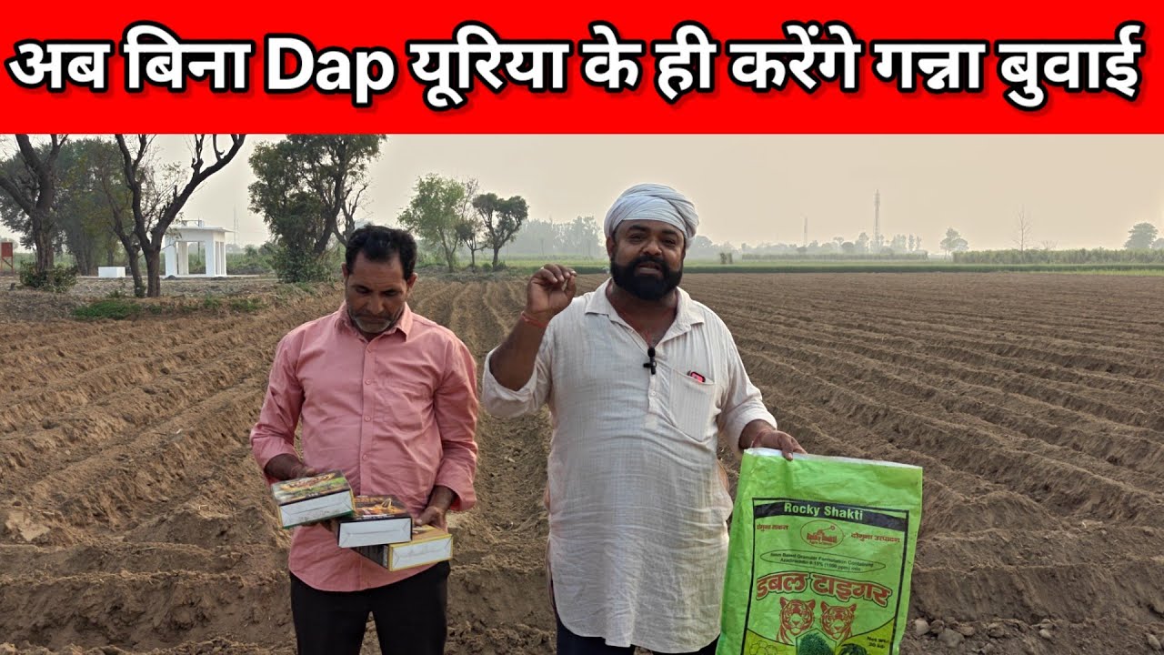 बिना Dap यूरिया कर रहे गन्ने की बुवाई। तोप शक्ति कहा मिलेगी। #manojrajput 