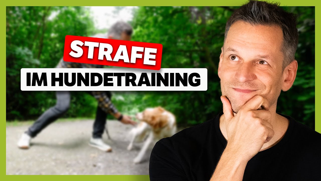 STRAFE im Hundetraining: Schaden Korrekturen oder sind sie notwendig?