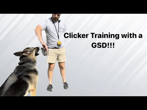Video: Kliker trening za njemačke ovčare