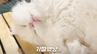 🏝️시골생활이 너무 고된 고양이들... | 길냥이 가족 발견 | 반딧불이 보러가기 | 베베집사 제주살이 vlog