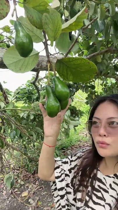 fresh picking avocado #highlights #fyp #foryou #mbreevlogs