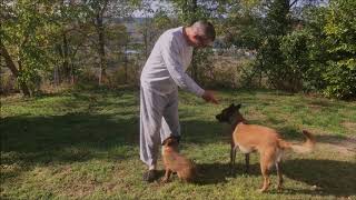 Présentation De Malinois