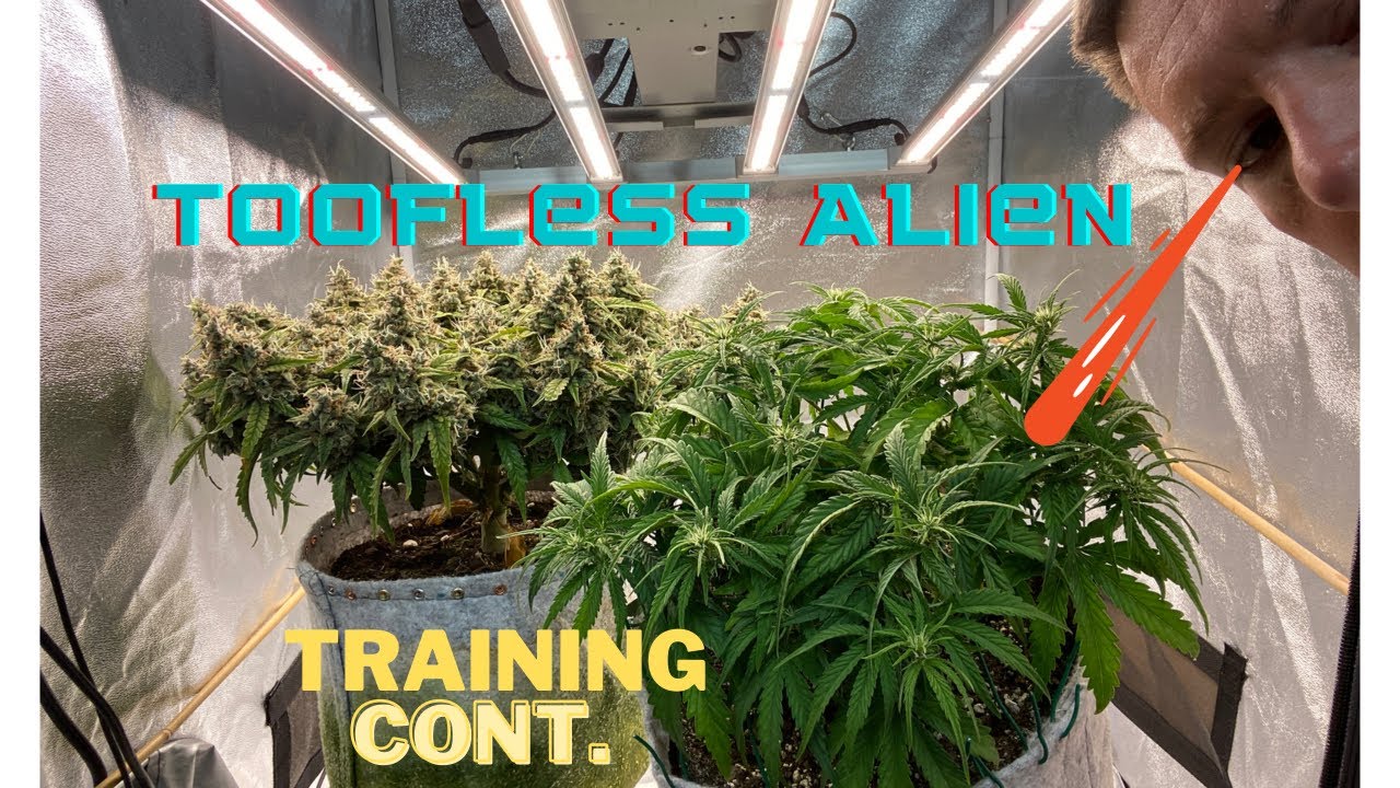 Autoflower Power, Toofless Alien Lst Continued, Pre-Flower has Begun, Under Mars Hydro FC-E3000