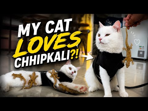 CAT : 😻  HER NEW TOY 🦎 #catshorts #catlovers #jimmysdailydrama #funny #trendcat #viralvideo #vairal 