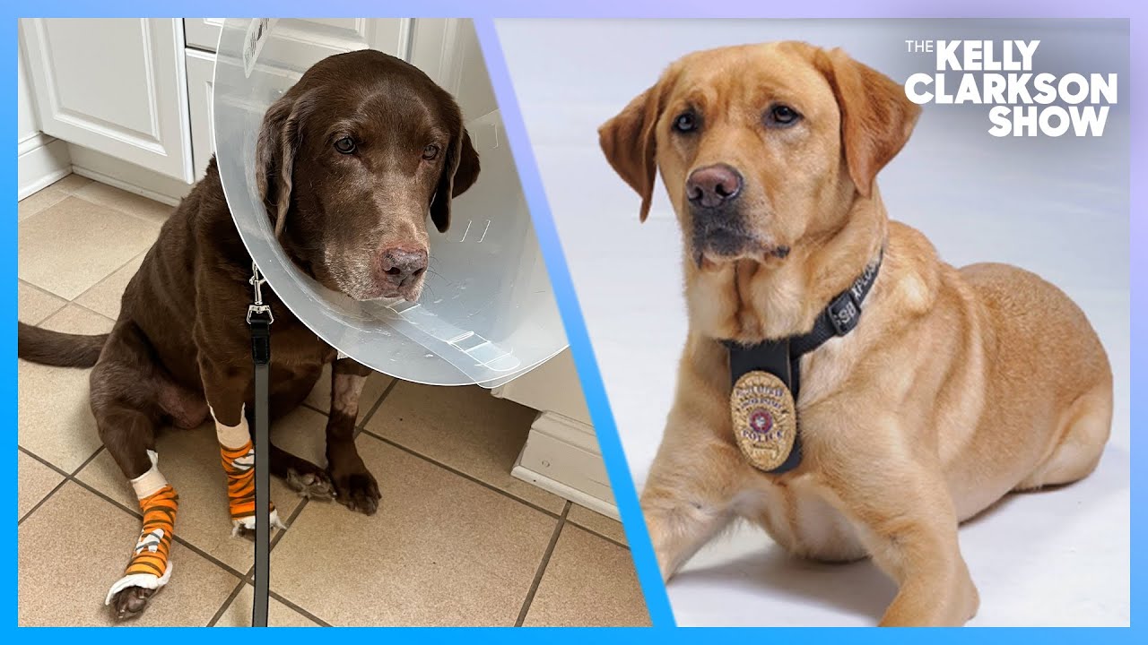 Paws of Honor Provides Free Vet Care To Retired K9 Dogs