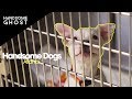 Handsome Dogs | Handsome Ghost Visit Furkids in Atlanta
