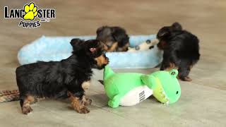 Darling Yorkshire Terrier Puppies