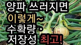 양파가 쓰러지기 시작하면 이걸 해주면 수확량 늘리고 저장성 높이는 비법! (2023.5.27)(#양파저장성,#양파수확시기,#수확량높이기)