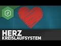 Das Herz und sein Kreislaufsystem ● Gehe auf SIMPLECLUB.DE/GO & werde #EinserSchüler