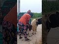 Who met all the friends, Goat Base, recorded the real life of the farmer  Female sheep30