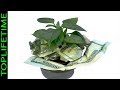10 Plantas que atraen dinero al hogar