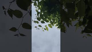 24 Caprices for Solo Violin, Op.1, MS 25: No. 17 in Eb MajorㆍHansheinz SchneebergerㆍNiccolò Paganini