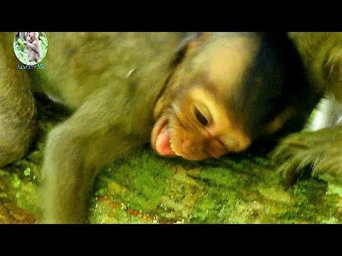 Pitiful Baby Lori Get Hurt Cos Mom Amari Hit Baby Lori Cry Loudly Angry Screaming Too Much Pitiful Baby Lori Get Hurt Cos Mom Amari Hit Baby Lori Cry Loudly Angry Screaming Too Much