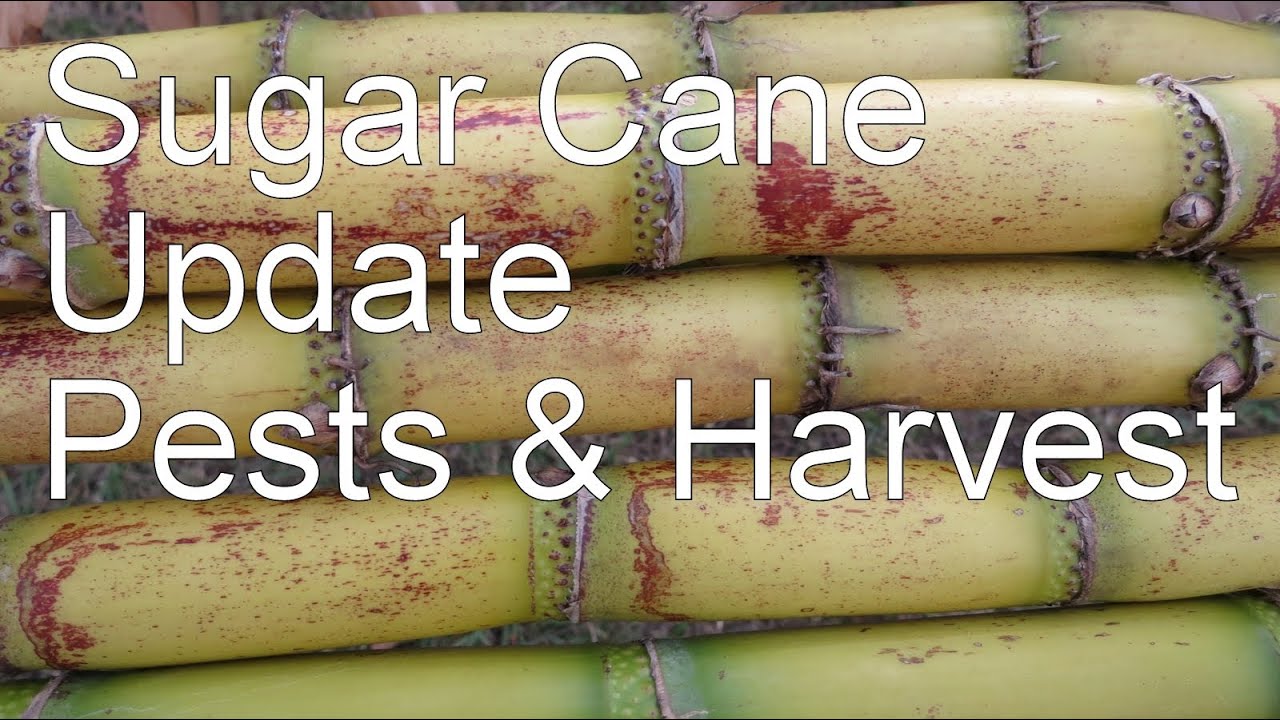 How to Grow Sugar Cane in Your Yard: Part II, Update 