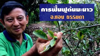 "การฟื้นฟูต้นมะนาว" โดย อ.ทอง ธรรมดา