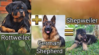 The German Shepherd Rottweiler Mix| active,loyal,intelligent, energetic and loving dog