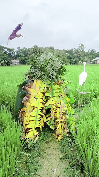 Indonesia kalon kiban cara jiburu uleue biru # new #brazil#releas #viral #video# update #