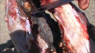 how to get out the ivories remove ivories from an elk