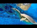 Pet Softshell Turtle Swimming Pool Bites GoPro Camera