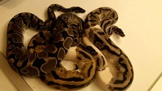 Axanthic Pied and a few sibs