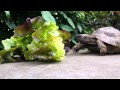 Fritz doesn&#39;t like vitamin (turtle)