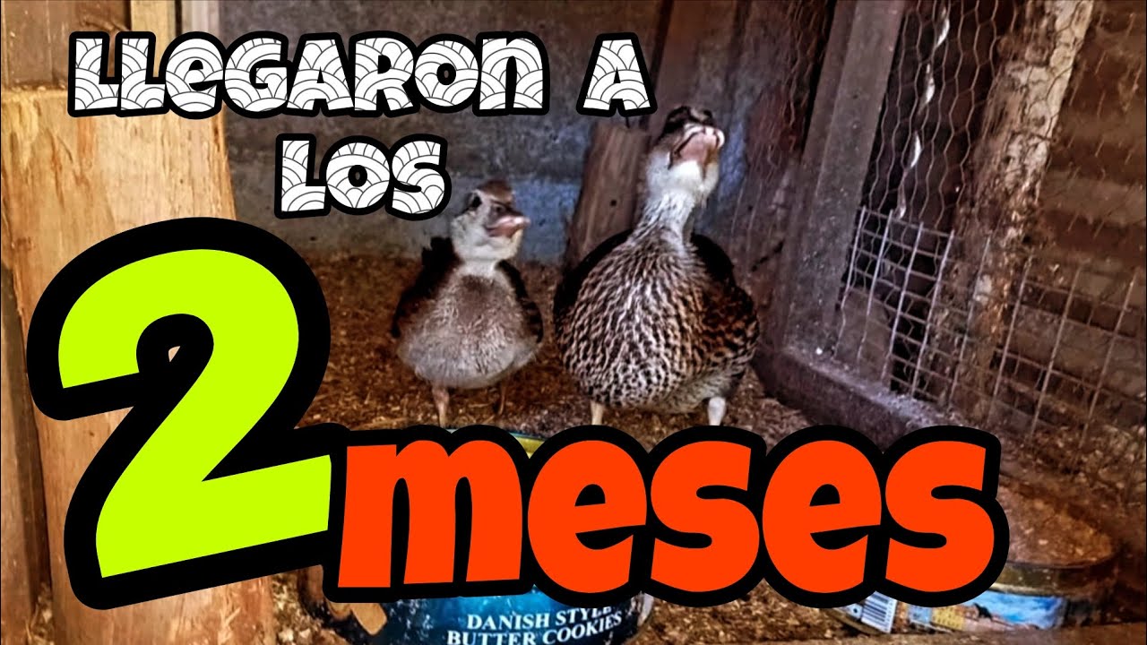 Ya tienen 2 meses nuestros bebés patitos, que locura 🥰🥰🥰🥰🥰