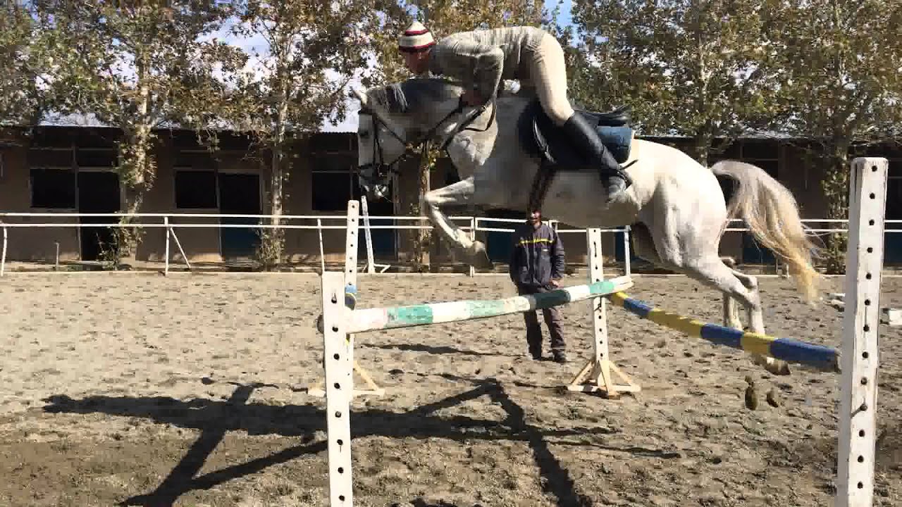 horse jumping پرش با اسب YouTube