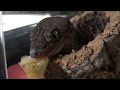 バナナを食べるハルマヘラジャイアントゲッコー Halmahera Gecko Eating Banana