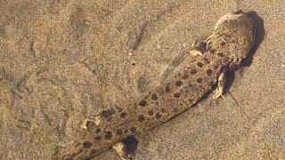 Check out this river dragon! Giant salamander caught on a night crawler!