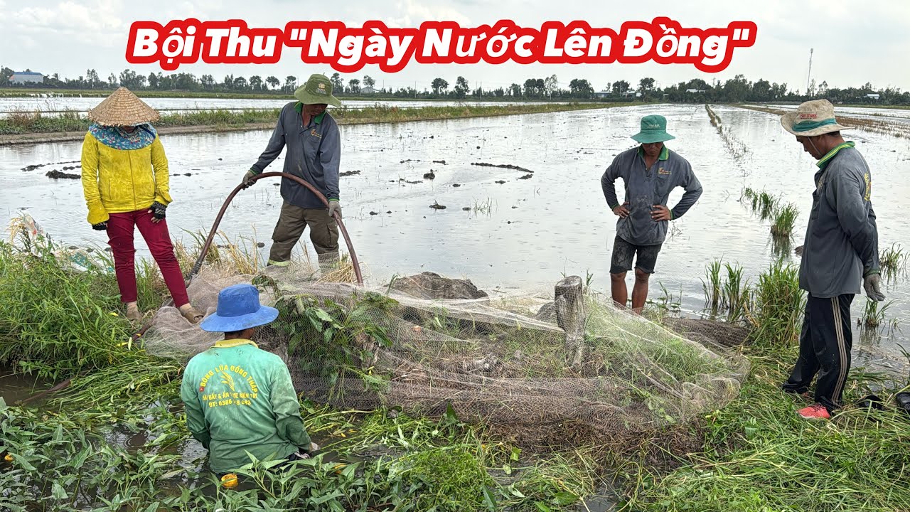 Nước Lên Đồng Săn Bắt Bội Thu Cả Nhà Ơi!! | Bông Lúa Đồng Tháp
