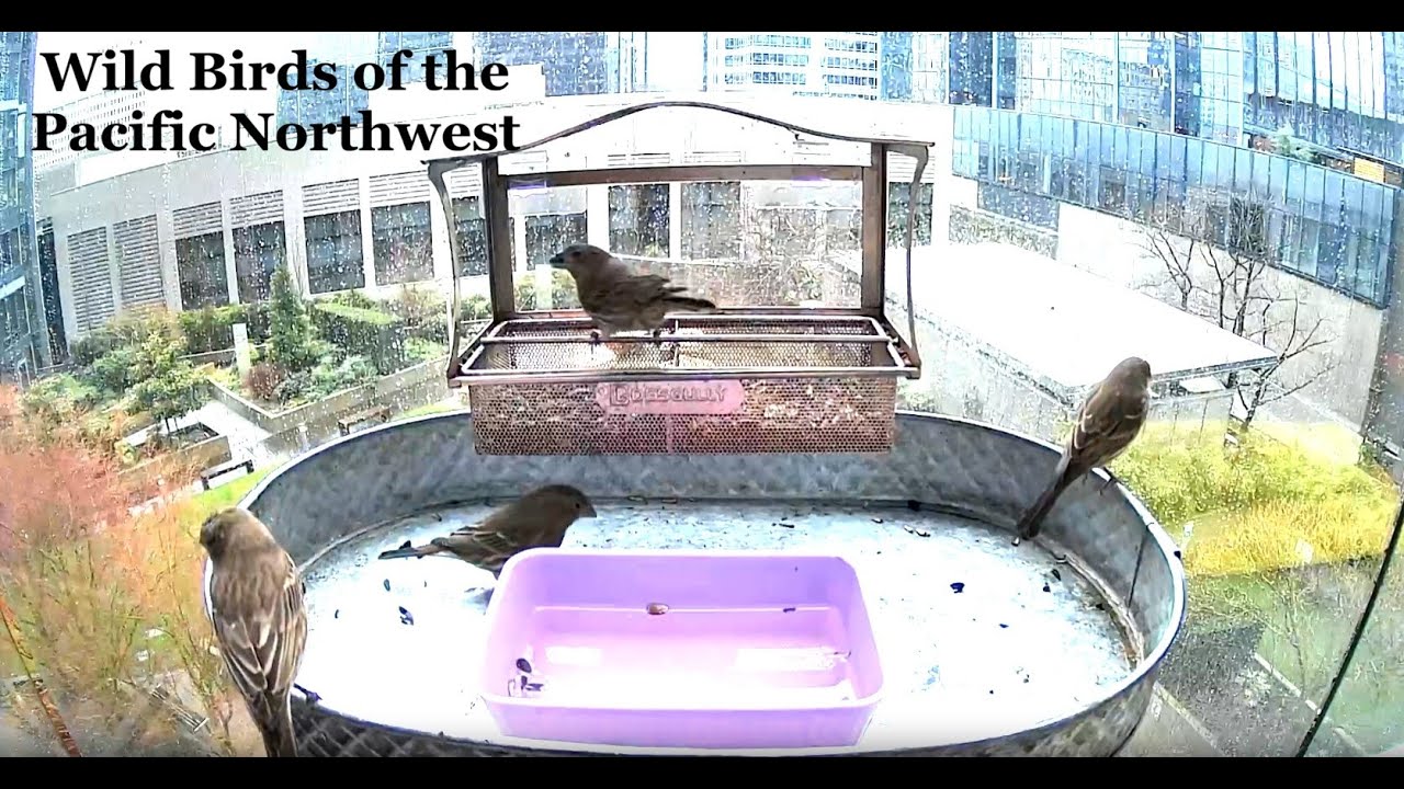 6hr Wild Birds of the Pacific Northwest & January Rain