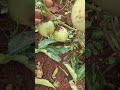You NEED to Grow Passion Fruit Like This #gardeningtips