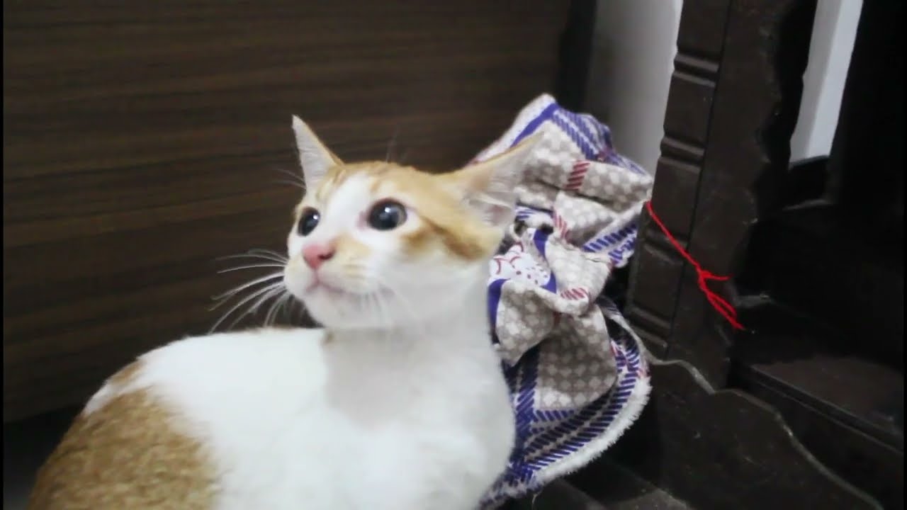 When YOU ADOPT A Stray KITTEN And Old KITTEN ANGRY On Him At First when-you-adopt-a-stray-kitten-and-old-kitten-angry-on-him-at-first