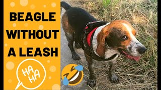 What happens when you leave your Beagle without a Leash?? by Pipas The Beagle 387 views 2 years ago 48 seconds