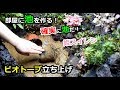 スイレンとハスの土！？　ビオトープ立ち上げ 部屋に池を作る！